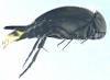 Mordellistena sp.